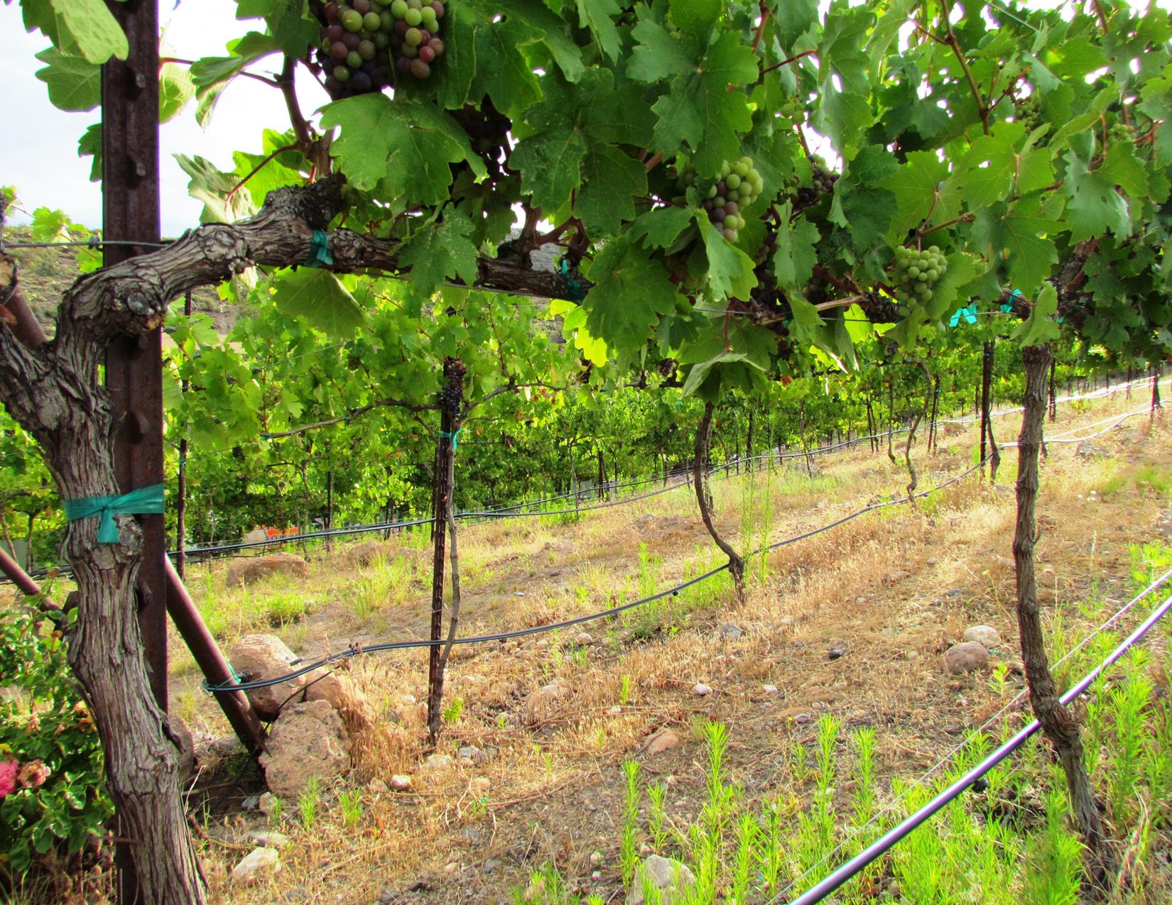 Vines at Javelina Leap Vineyard & Winery